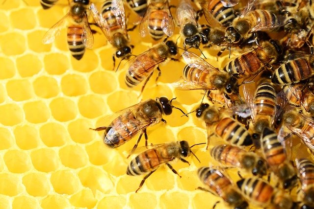 Uwaga! Wielkopolscy pszczelarze!